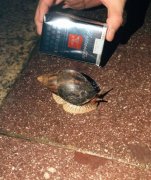 非洲食谱,非洲有什么美食