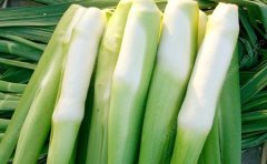 茭白有草酸吗？茭白草酸多吗？[多图]