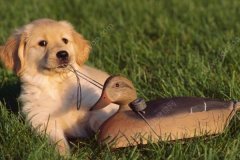 狗能吃木瓜吗？狗狗吃木瓜好吗？[多图]